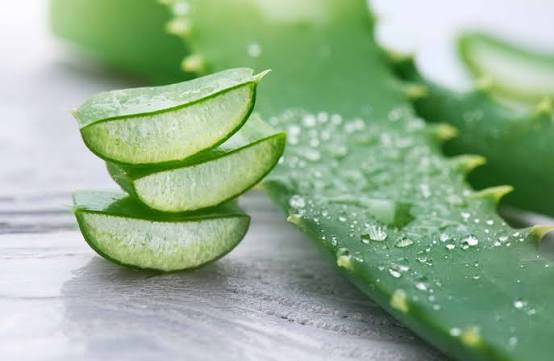 Fresh aloe vera plant with green fleshy leaves and a cut leaf showing clear aloe gel.