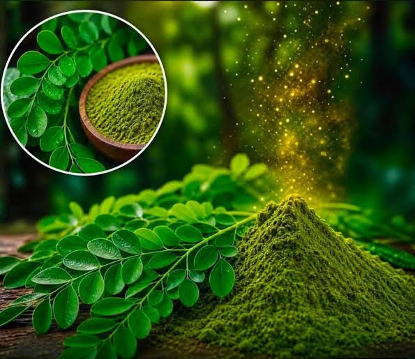 Moringa leaves and powder showing the benefits of Moringa by Elixoria Herbs